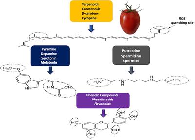 Functional and Nutraceutical Compounds of Tomatoes as Affected by Agronomic Practices, Postharvest Management, and Processing Methods: A Mini Review